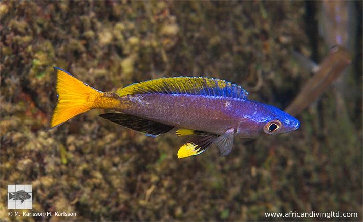 Cyprichromis leptosoma 'Sibwesa'